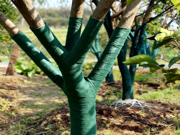 园林树木防护：缠树布使用与养护要点